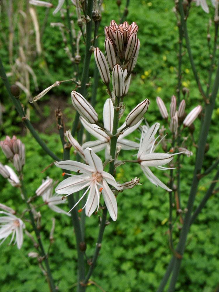 Изображение особи Asphodelus ramosus ssp. distalis.