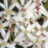 Swida australis