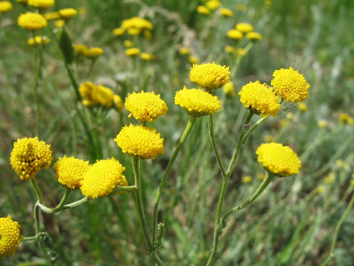 Image of Tanacetum santolina specimen.