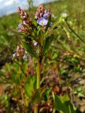 Veronica beccabunga