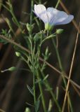 Linum austriacum. Верхушка побега с цветком (вид сбоку). Крым, Красноперекопский р-н, вблизи Сиваша. 19.07.2009.