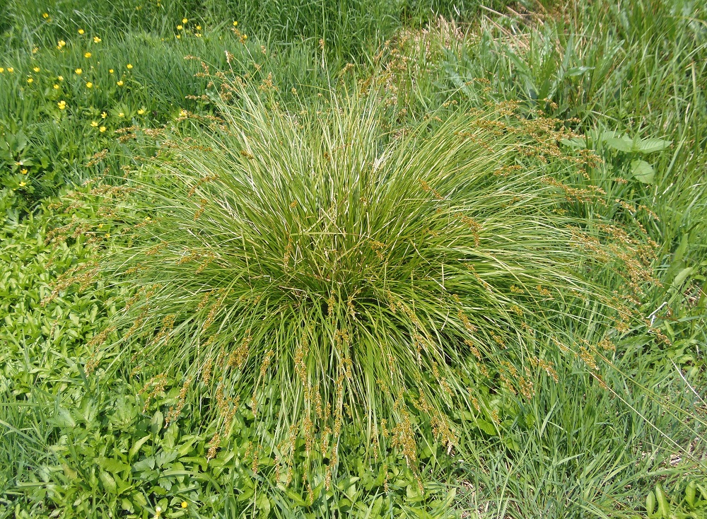 Image of Carex elongata specimen.