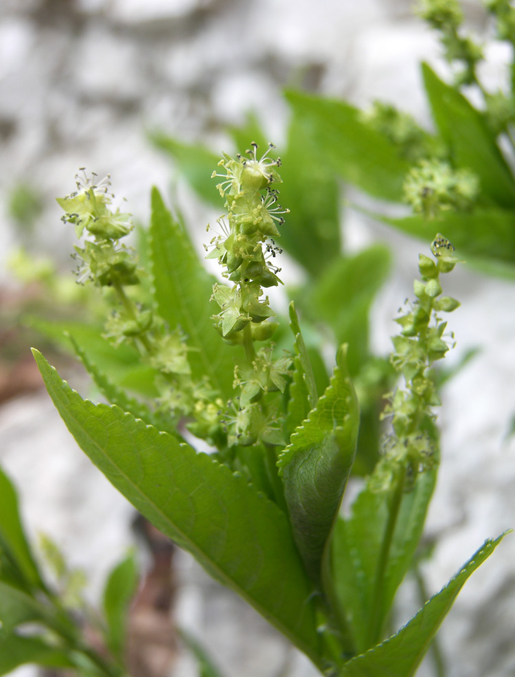 Изображение особи Mercurialis perennis.