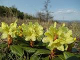 Rhododendron aureum. Цветущие растения. Магаданская обл., окр. г. Магадан, бухта Нагаева, на склоне сопки. 28.05.2016.