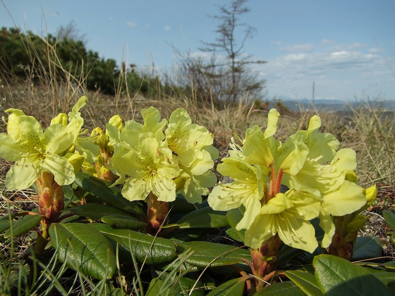 Изображение особи Rhododendron aureum.