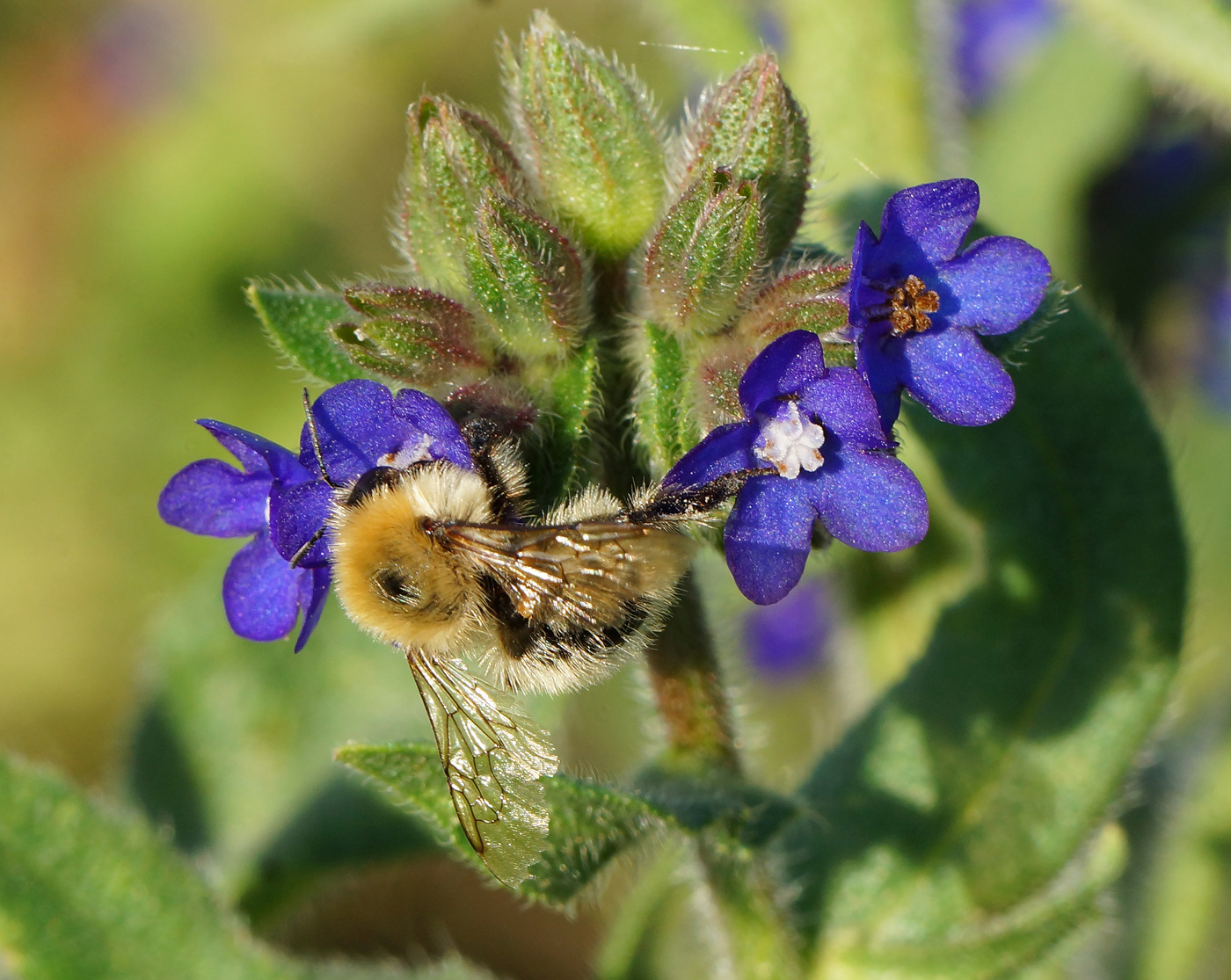 Изображение особи Anchusa officinalis.