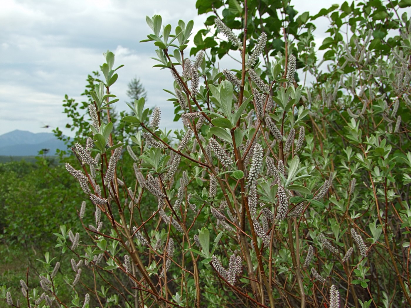 Изображение особи Salix krylovii.