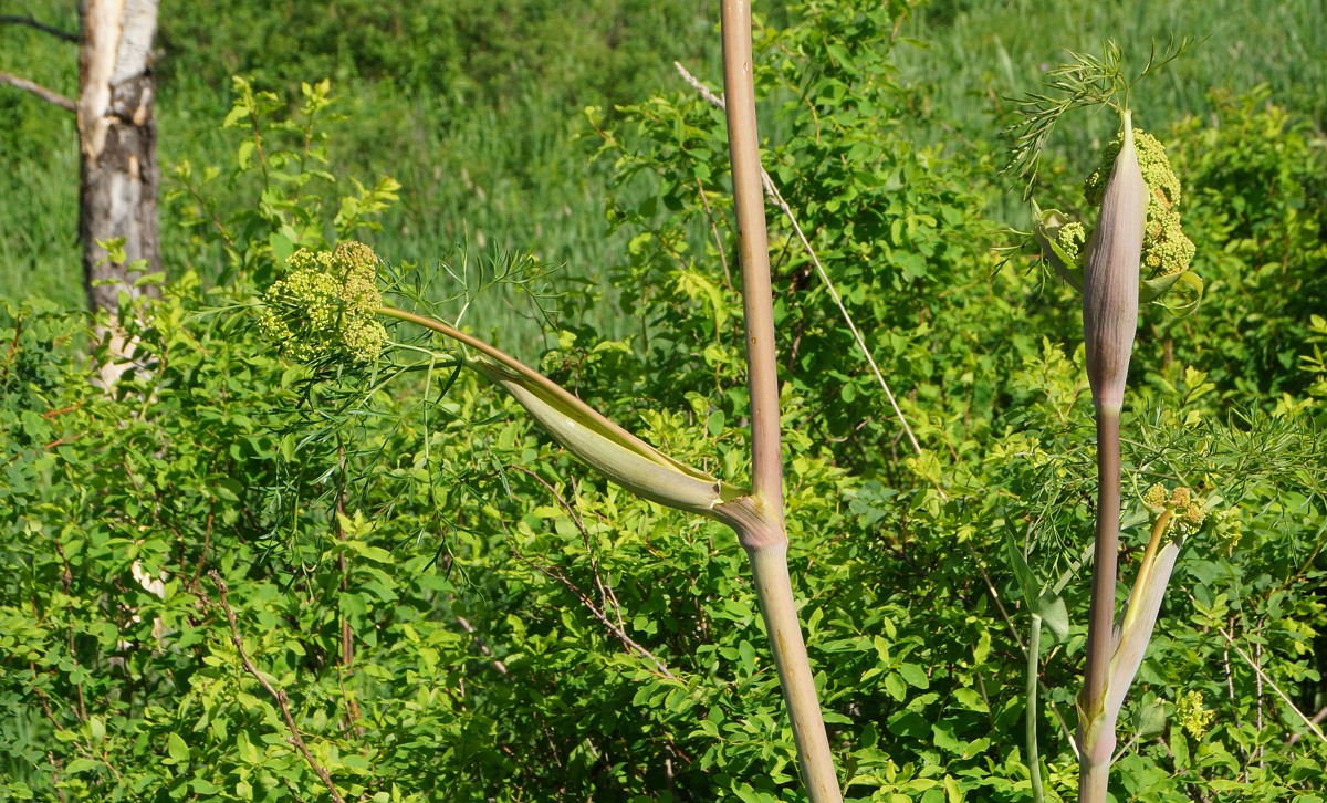 Image of Ferula songarica specimen.