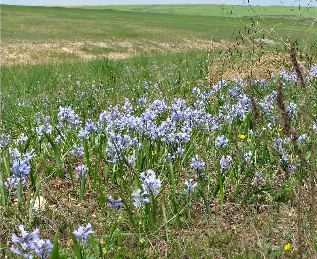 Изображение особи Hyacinthella pallasiana.