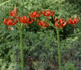 Lilium chalcedonicum