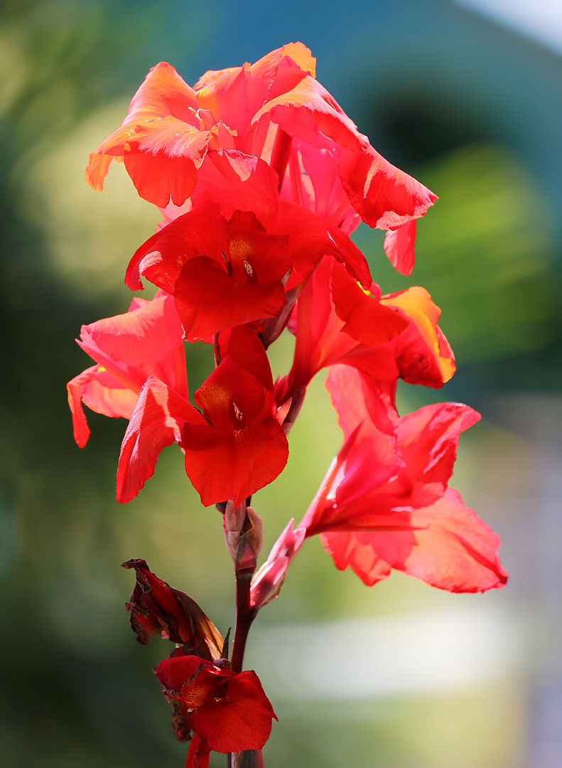 Image of genus Canna specimen.