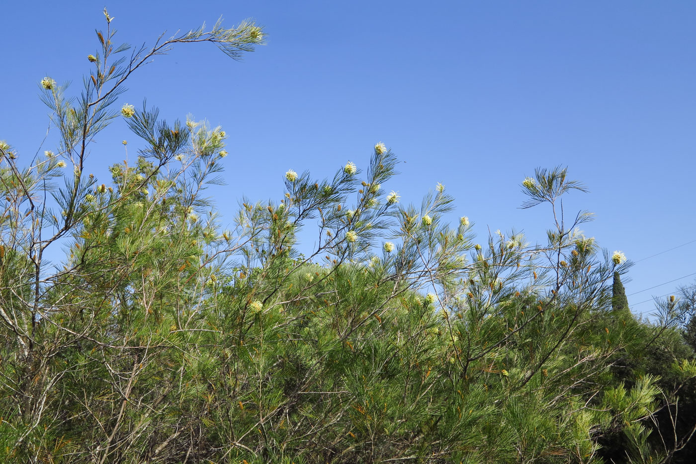 Изображение особи Grevillea hodgei.