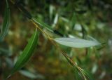 genus Salix