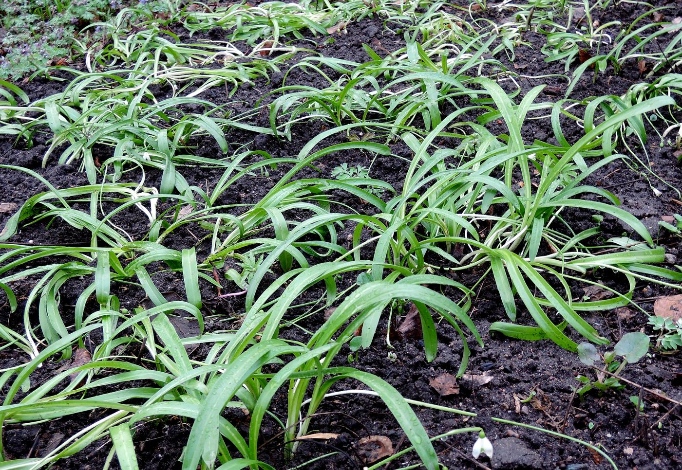 Изображение особи Galanthus woronowii.