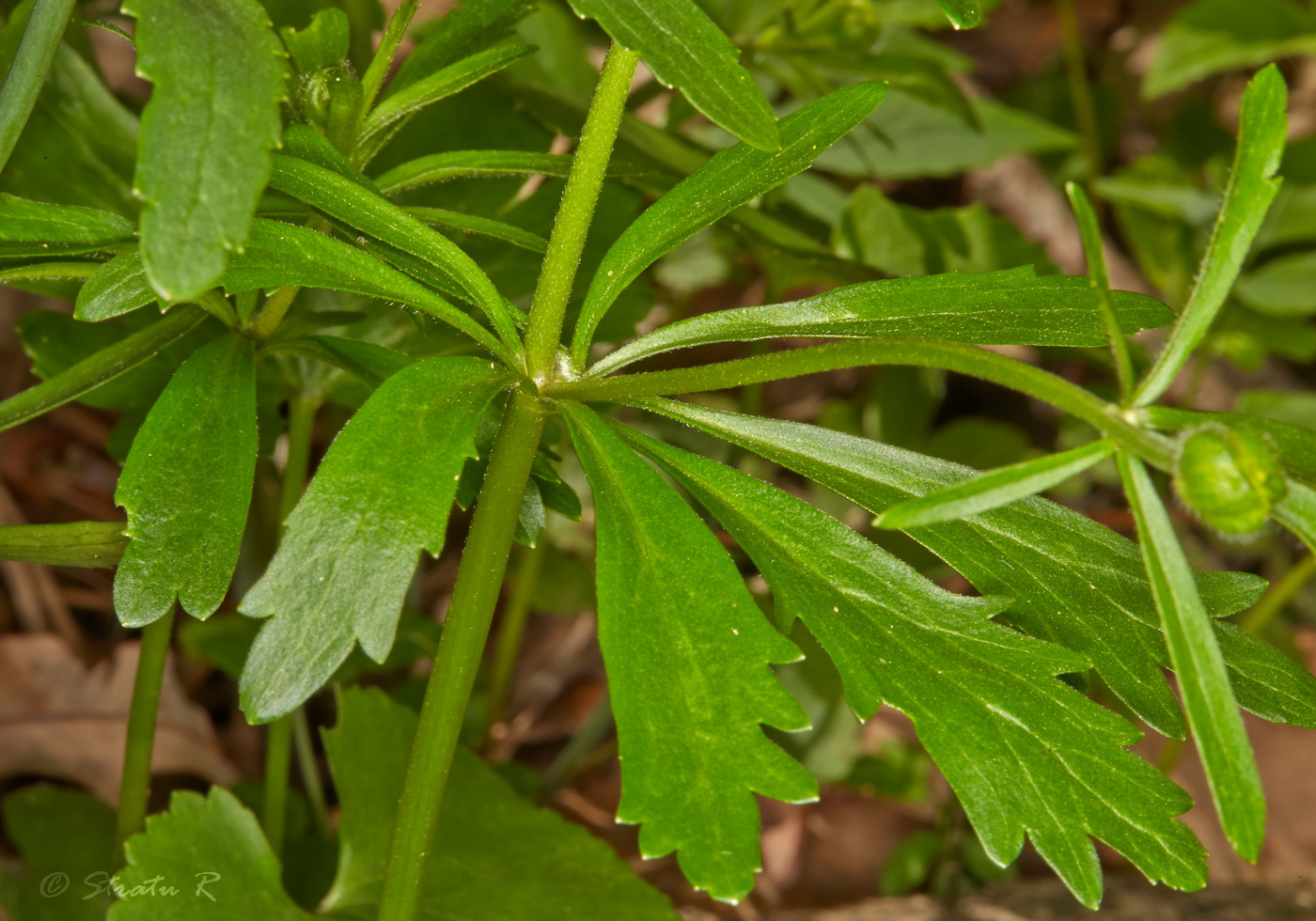 Image of genus Ranunculus specimen.