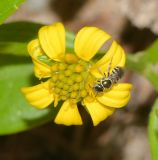 Melanthera biflora