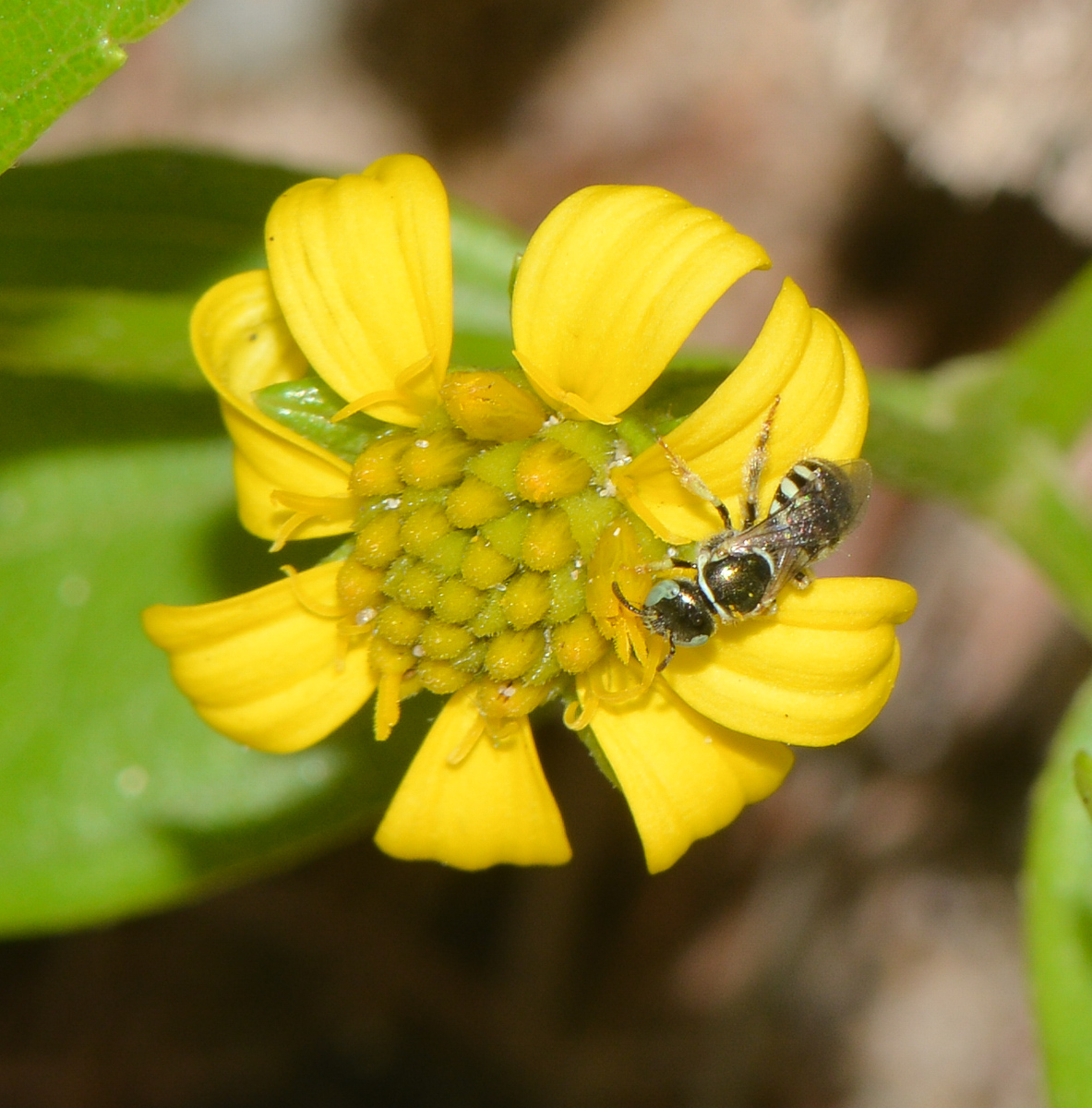 Image of Melanthera biflora specimen.