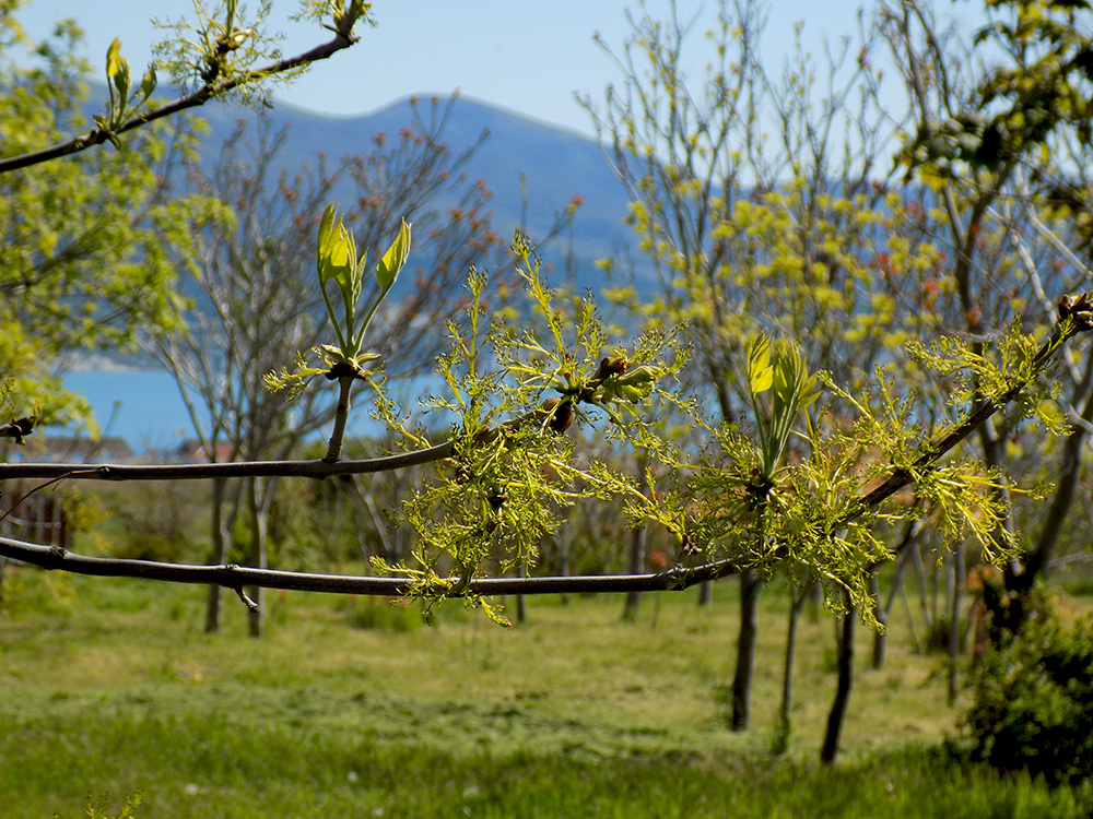 Изображение особи Fraxinus pennsylvanica.