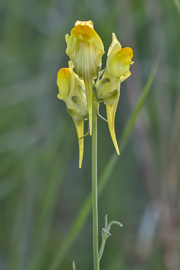 Image of Linaria macroura specimen.