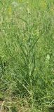 род Tragopogon. Растение с развивающимся соцветием. Ростовская обл., Неклиновский р-н, Васильево-Ханжоновское с/п, в балке Сухой Еланчик на лугу у пруда. 30.05.2017.