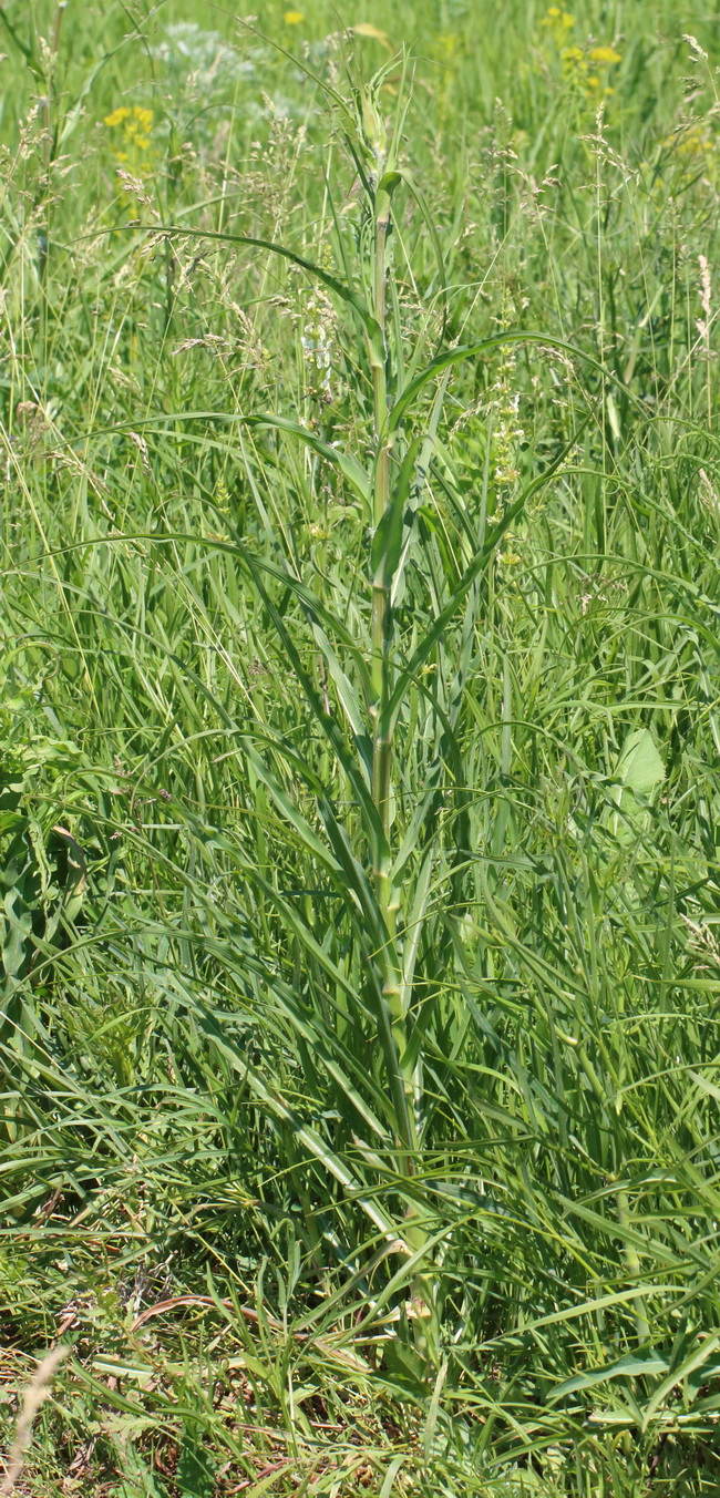 Изображение особи род Tragopogon.