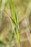 Dianthus andrzejowskianus. Часть побега. Ростовская обл., Красносулинский р-н, окр. хут. Зайцевка, степь на скальных выступах правого берега р. Кундрючья. 28.05.2017.