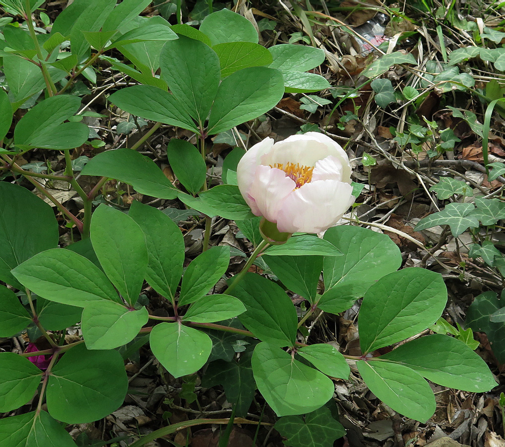 Изображение особи Paeonia &times; litvinskajae.