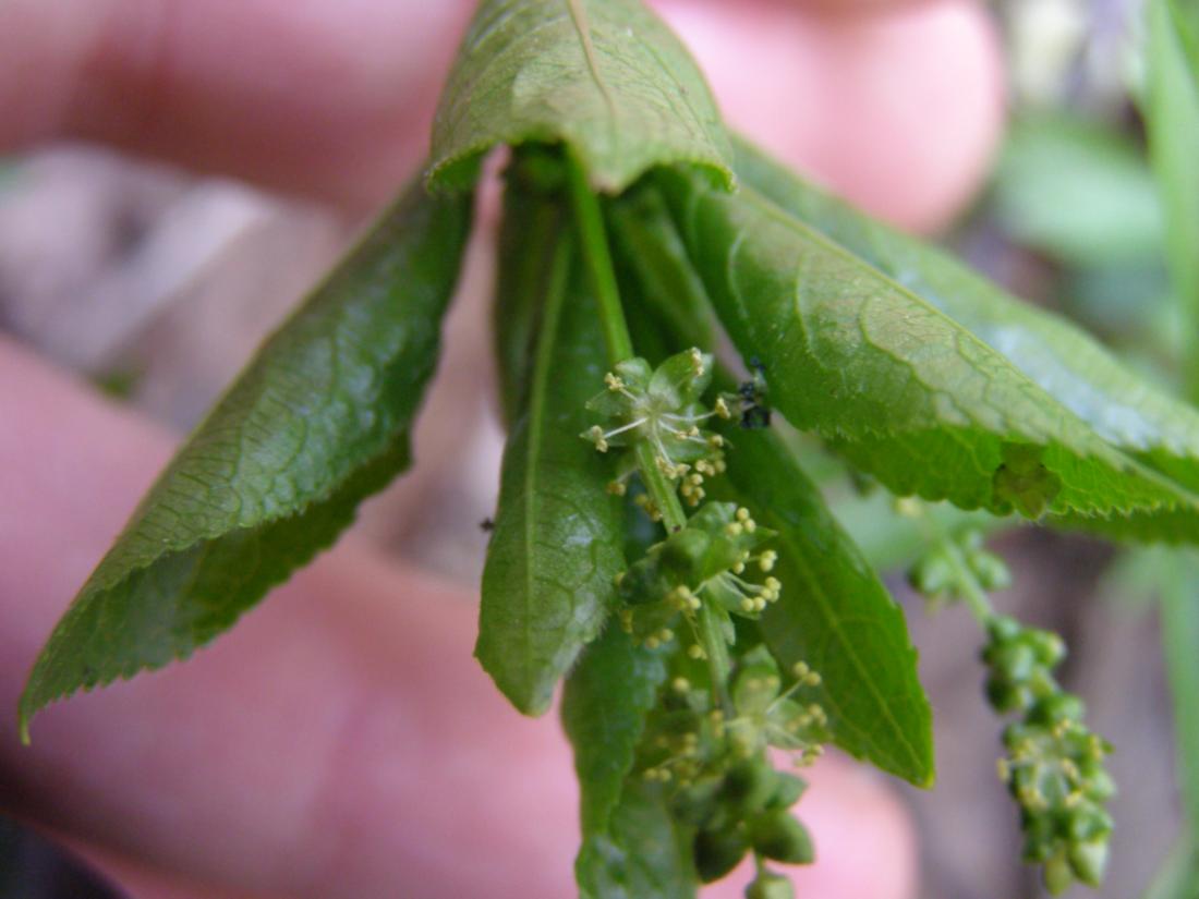 Изображение особи Mercurialis perennis.