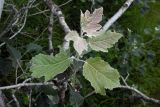 Populus alba