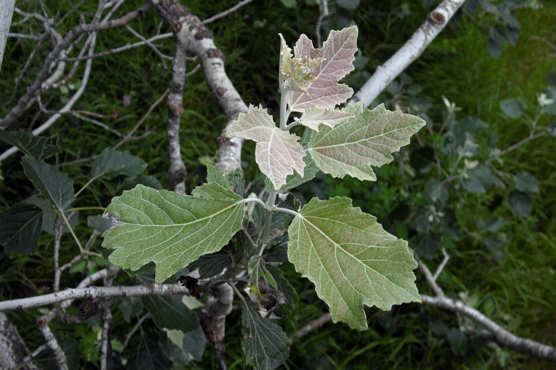 Изображение особи Populus alba.