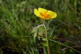 Helianthemum nummularium. Верхушка побега с цветком и бутонами. Республика Адыгея, Майкопский р-н, ок. 3 км юго-восточнее хутора Весёлый, хребет Скалистый (Уна-Коз), гора Шидехт, луг у скального обрыва, выс. 1110 м н.у.м. 18.06.2017.