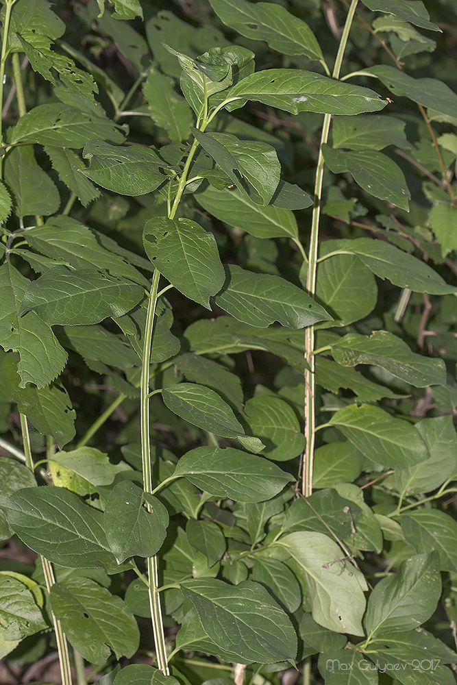 Image of Euonymus europaeus specimen.