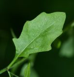 Arabidopsis gemmifera. Лист. Приморский край, окр. пгт Ольга, долина р. Ольга, ильмовник. 06.07.2017.