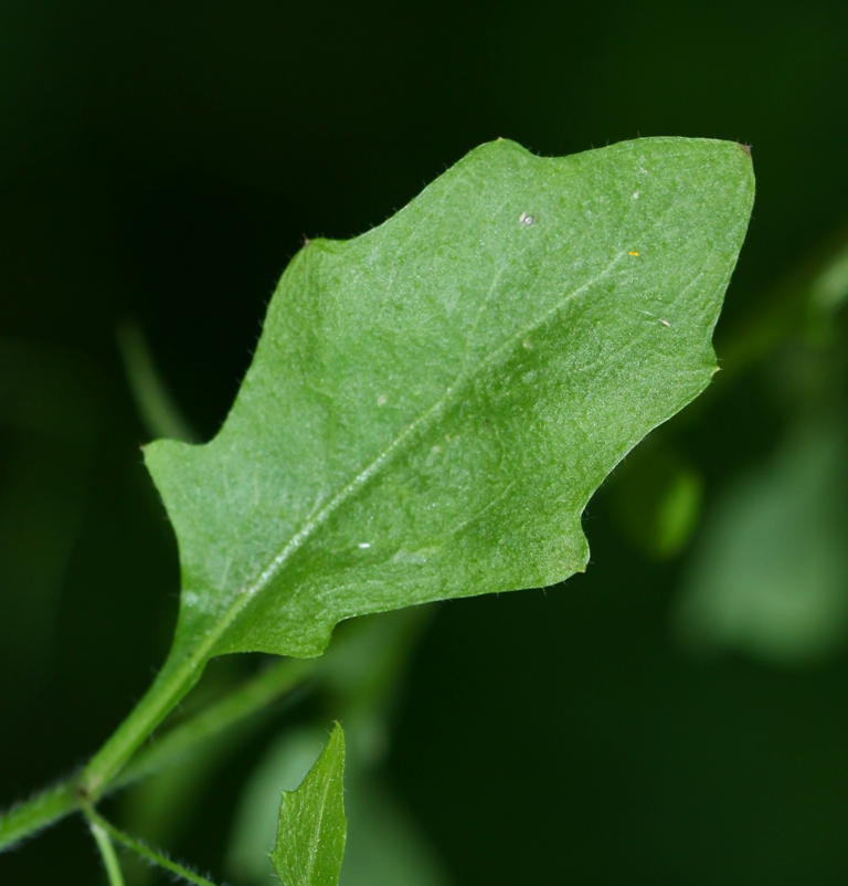 Изображение особи Arabidopsis gemmifera.