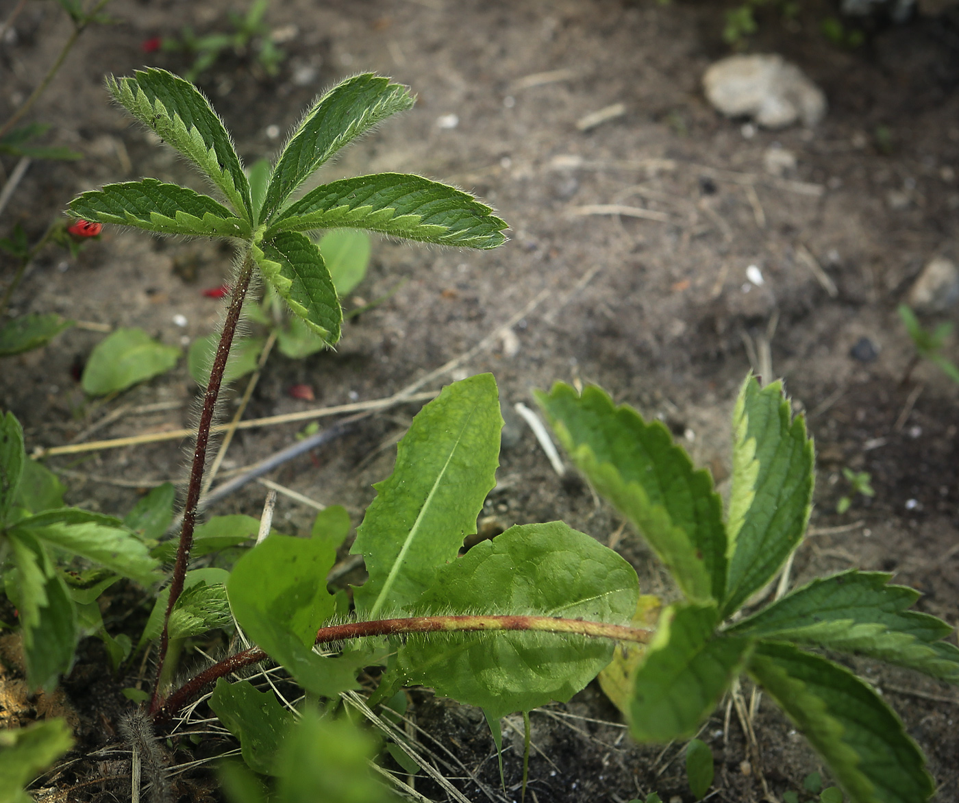 Изображение особи Potentilla nepalensis.