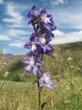 Delphinium confusum. Соцветие. Южный Казахстан, Таласский Алатау, запов. Аксу-Жабаглы, ущ. Улькен-Каинды, выс. 1950 м н.у.м., разнотравный луг. 15 июля 2017 г.