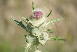 Cirsium macrobotrys