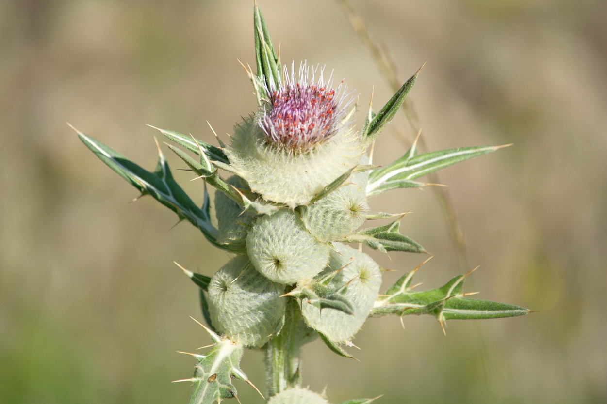 Image of Cirsium macrobotrys specimen.
