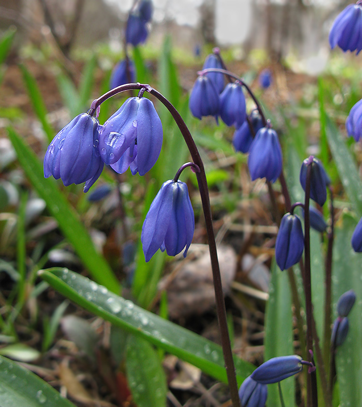 Изображение особи Scilla siberica.