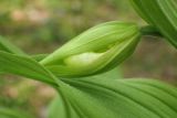 Cypripedium calceolus. Бутон. Московская обл., Талдомский р-н, близ пгт Запрудня. 08.06.2017.