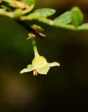 Bursera microphylla. Цветок. Израиль, впадина Мёртвого моря, киббуц Эйн-Геди. 24.04.2017.