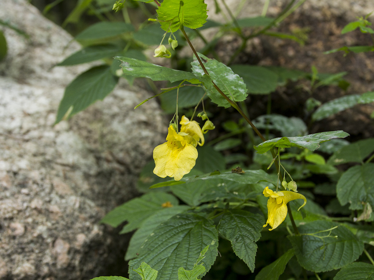 Image of Impatiens noli-tangere specimen.