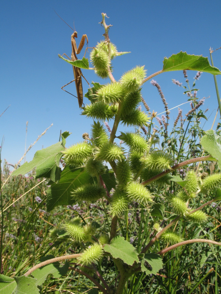 Image of Xanthium orientale specimen.