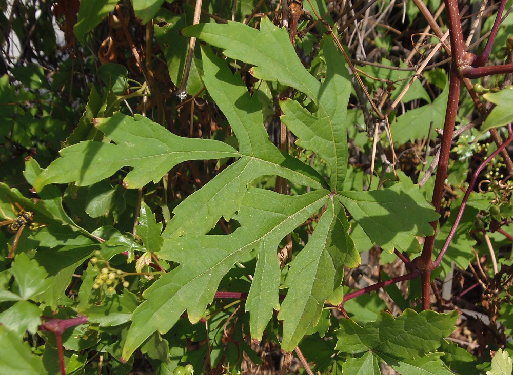 Image of Ampelopsis aconitifolia specimen.