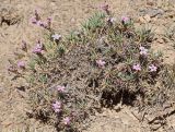 Acantholimon alatavicum