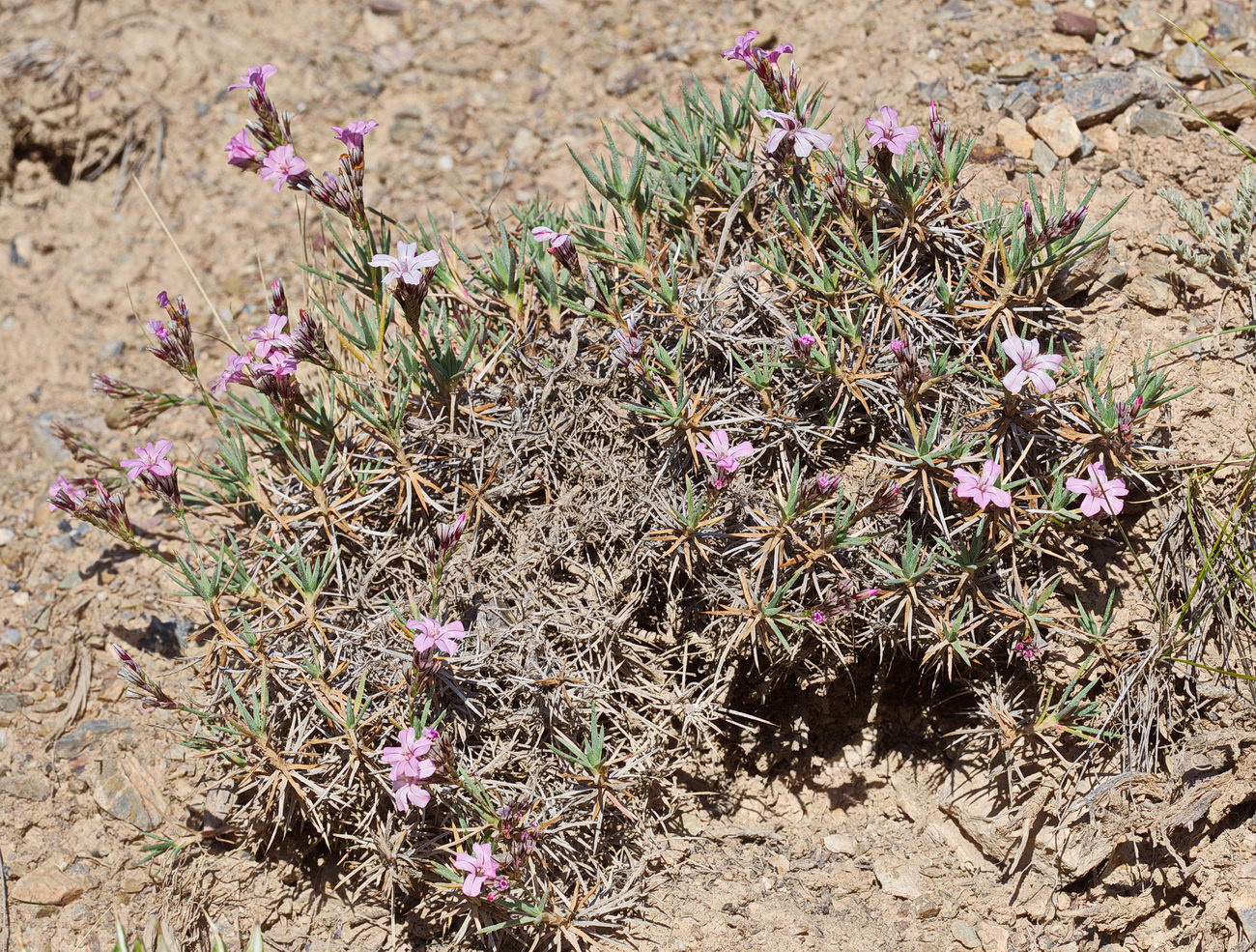 Image of Acantholimon alatavicum specimen.