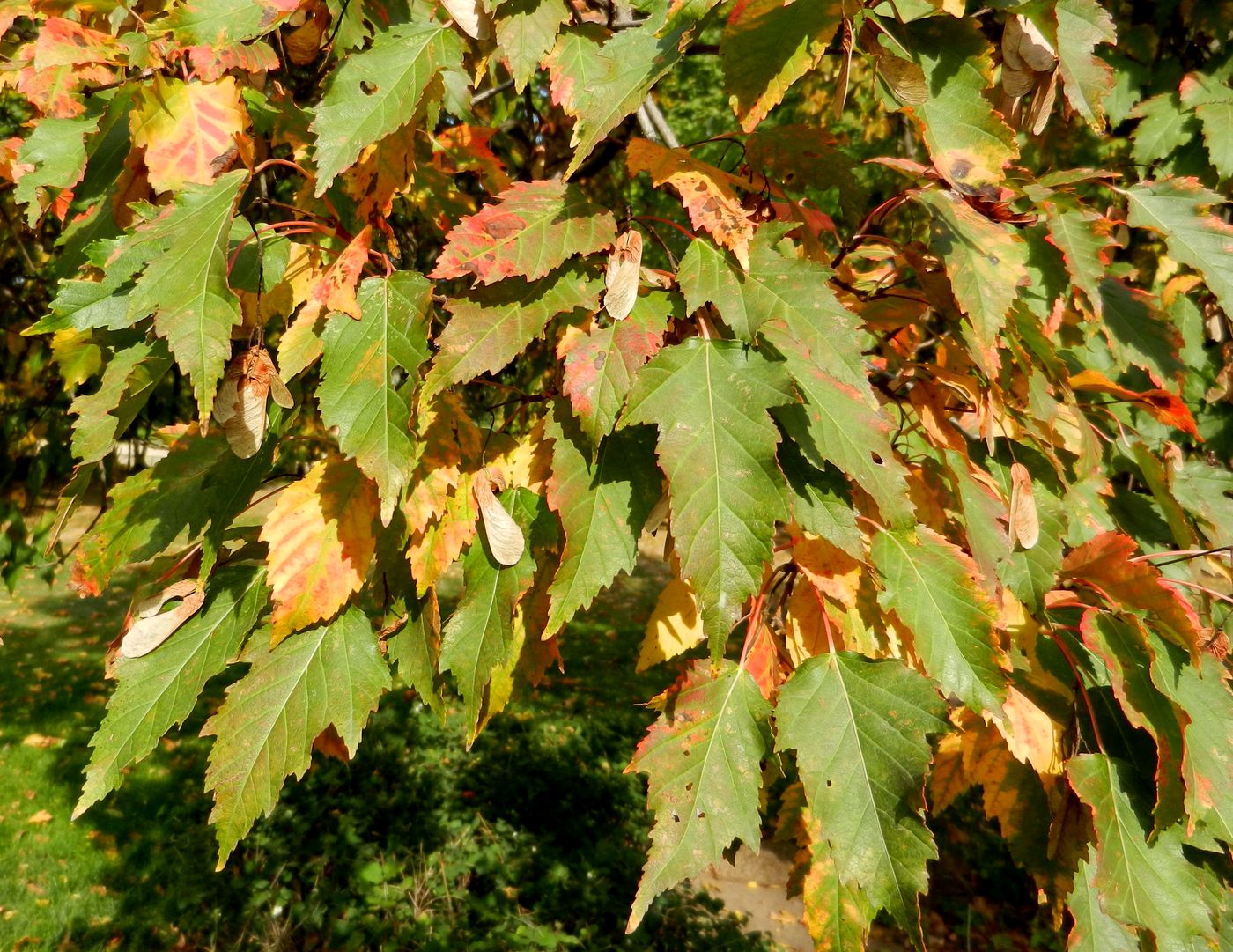 Image of genus Acer specimen.