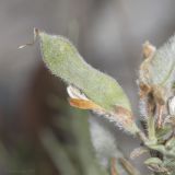 genus Genista