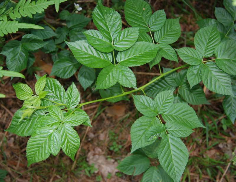 Изображение особи Rubus nessensis.