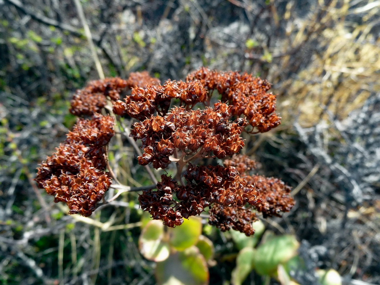 Изображение особи Hylotelephium caucasicum.